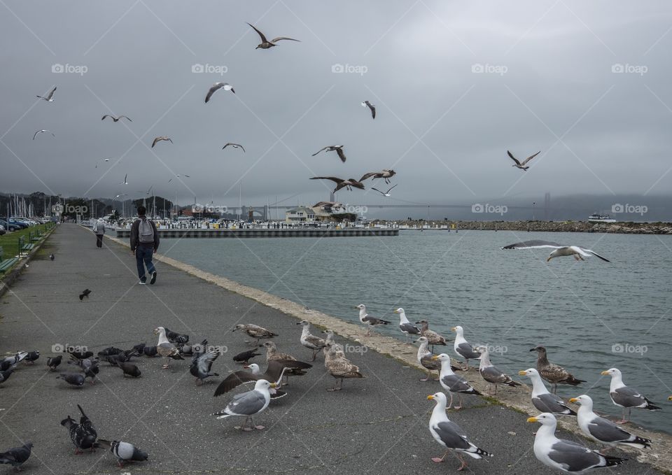 Bay Full of Seagulls 