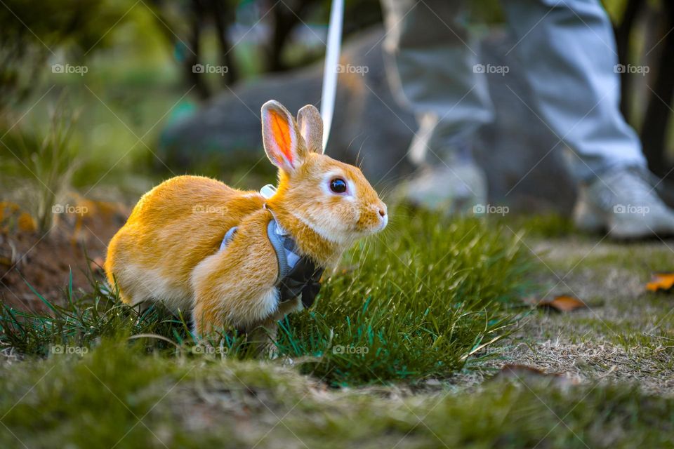 The rabbit is spotted on grass.