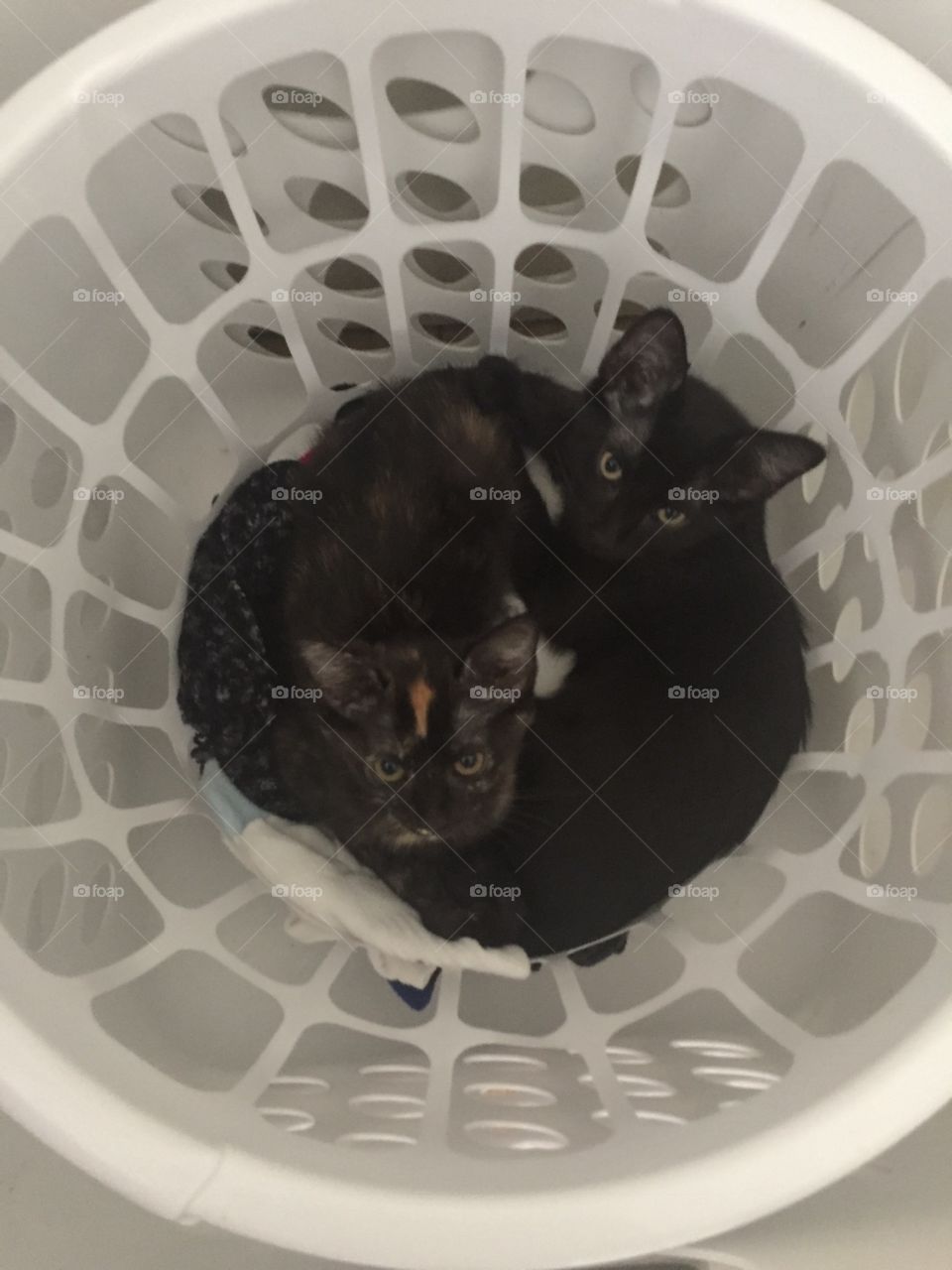 Laundry kittens