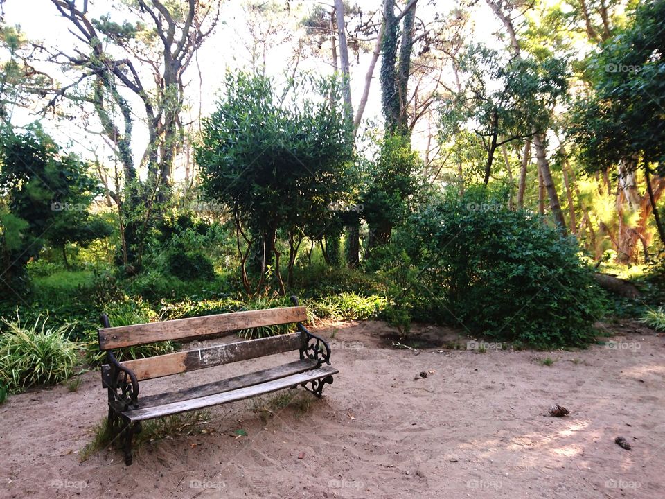 Empty wood bench alone in the forest on the sand, green trees plantation nature landscape