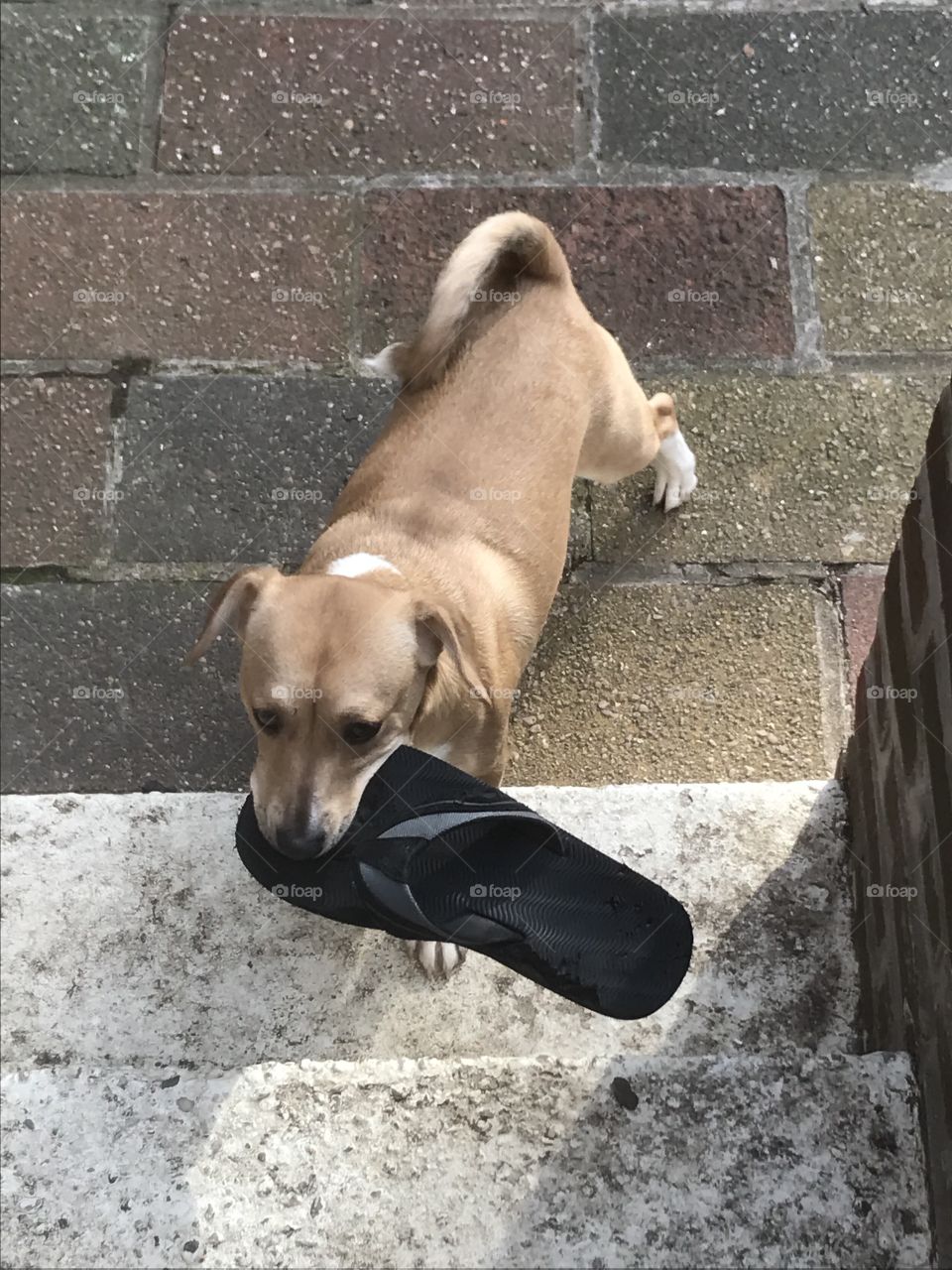 Puppy playing with flip-flop 