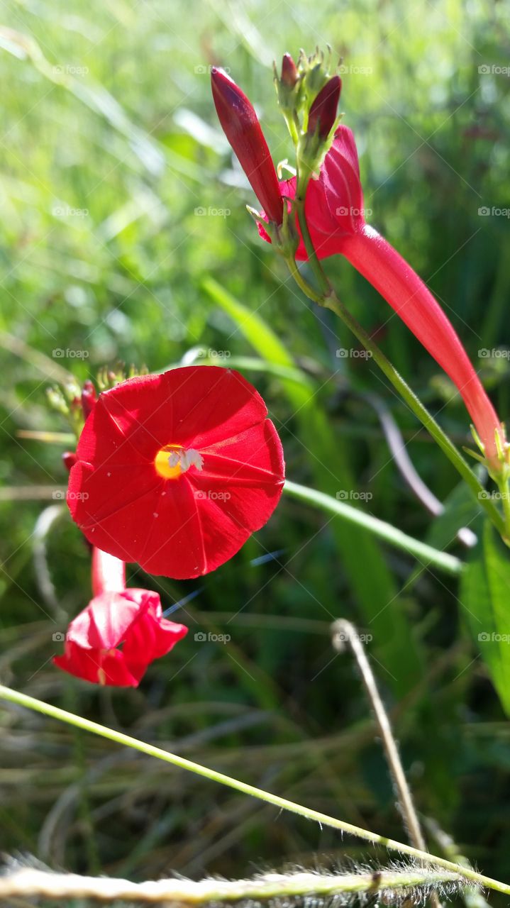 flower