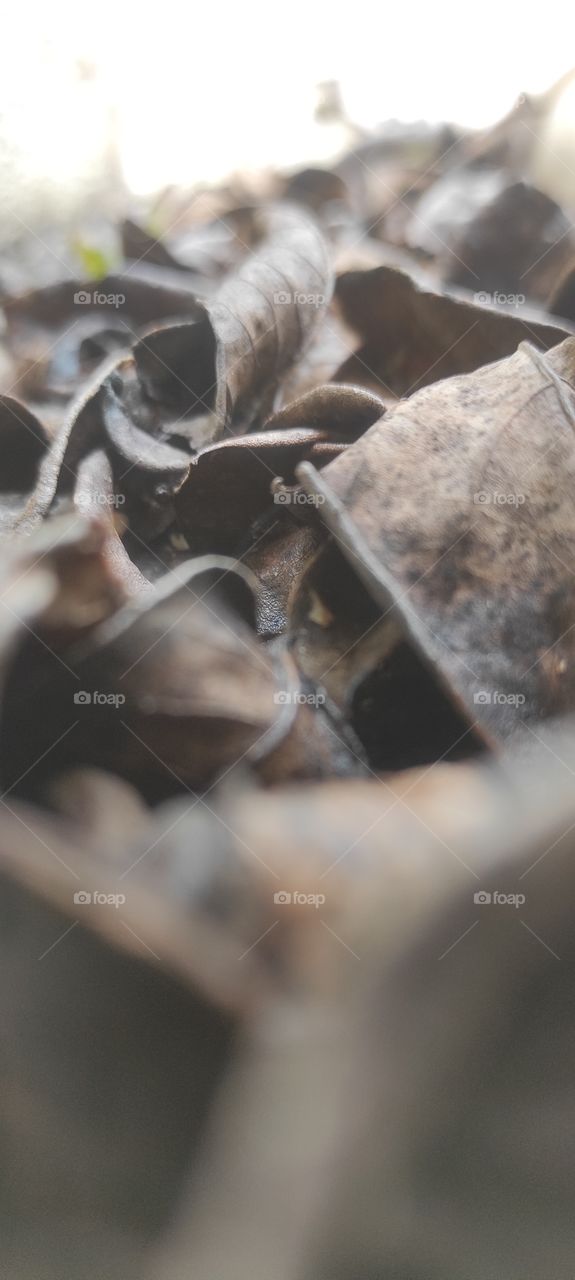 dry leaves on ground in summer season