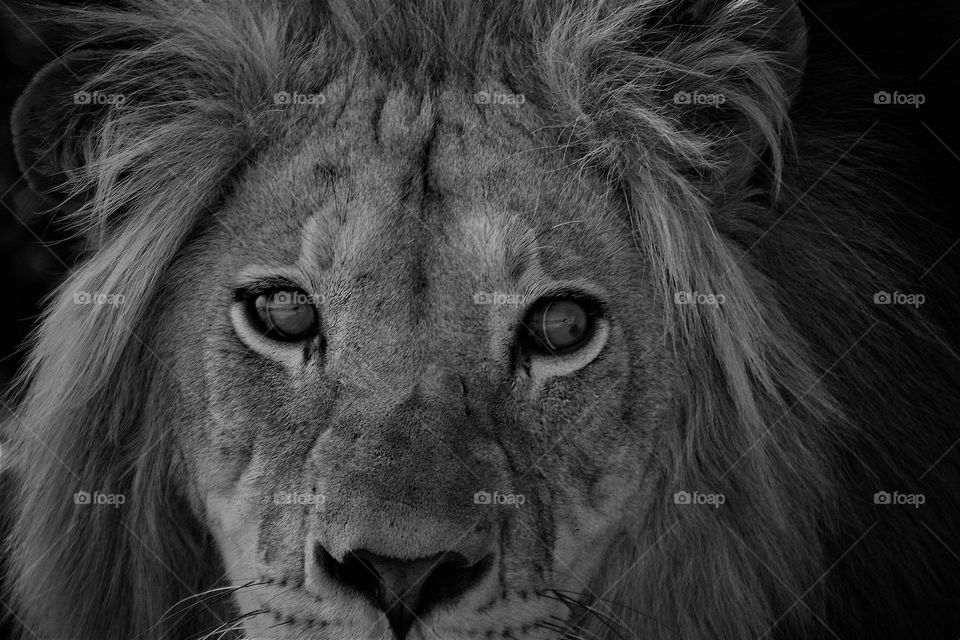 the eyes of a wild male lion. Addo South Africa.