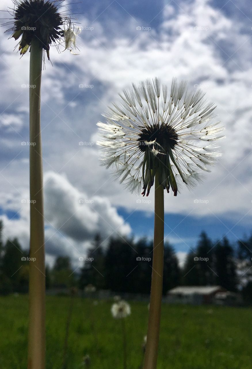 Dandelions in the field with cloud and blue skies 