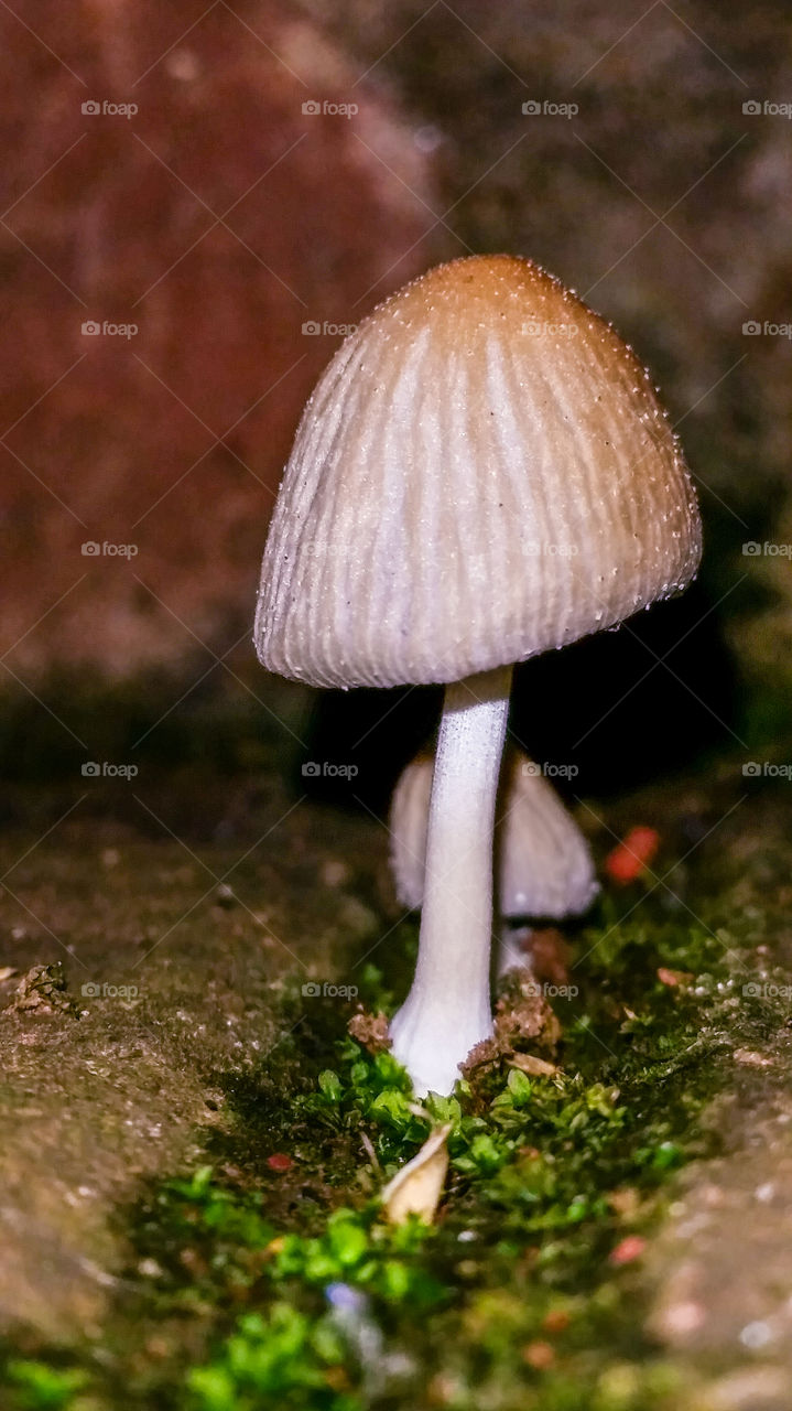 small mushroom