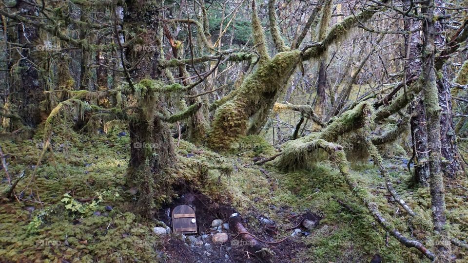 The hidden hobbit door in the woods.  