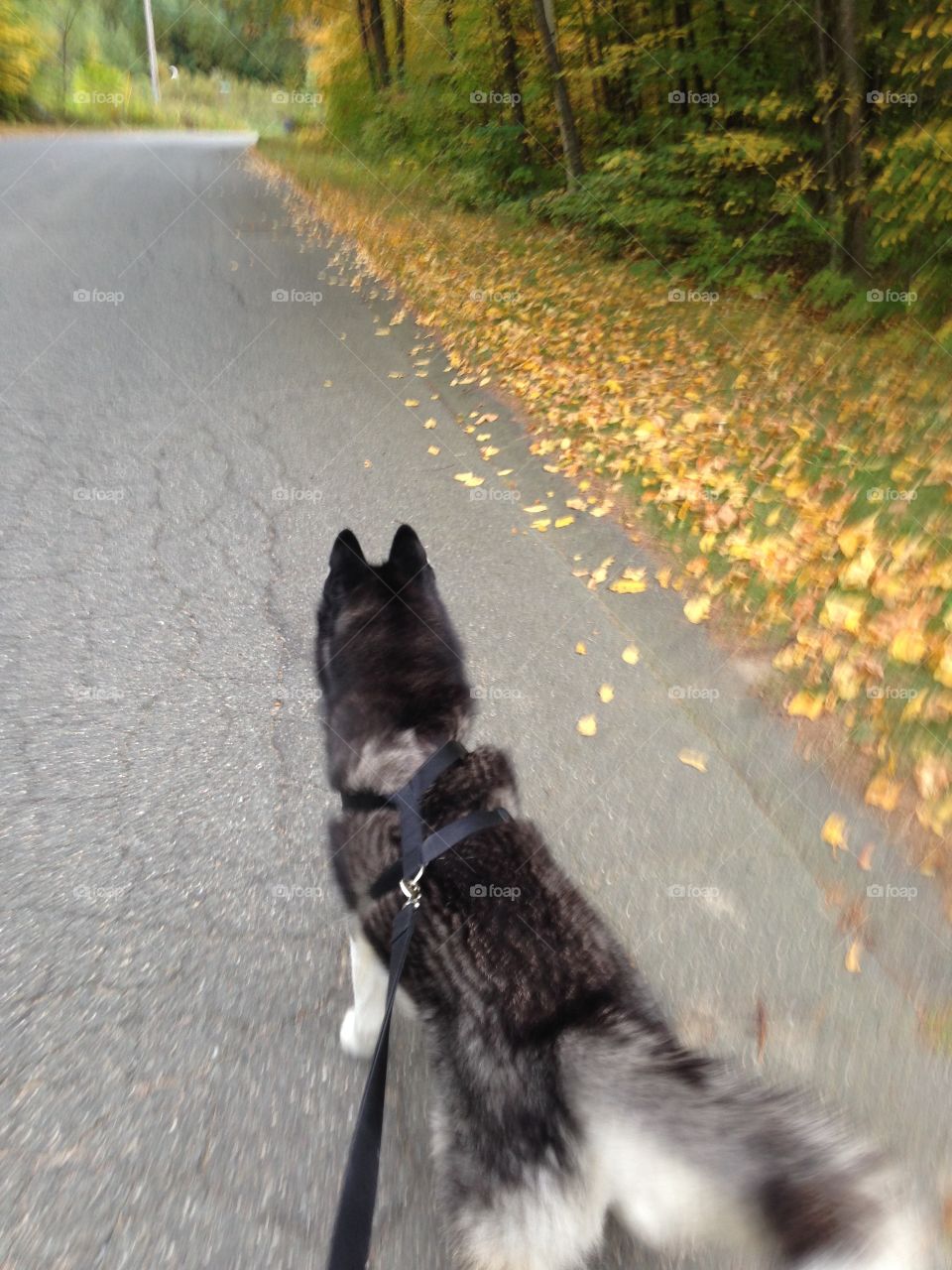 Fall time walk 