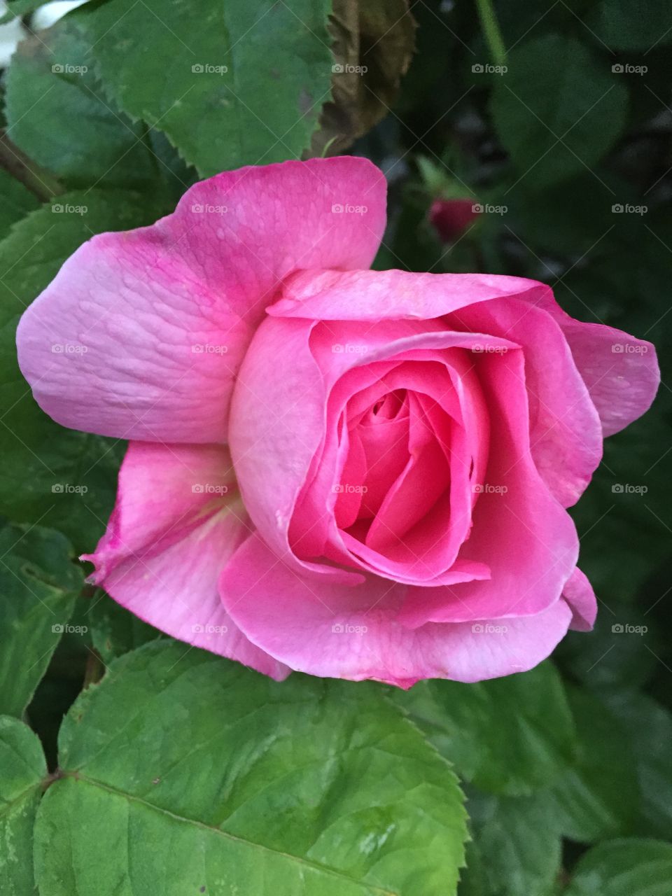 Pink Rose