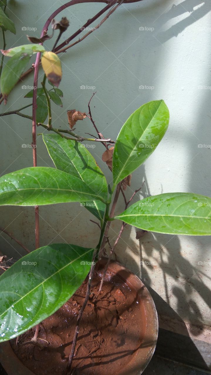 rain drops on the plants