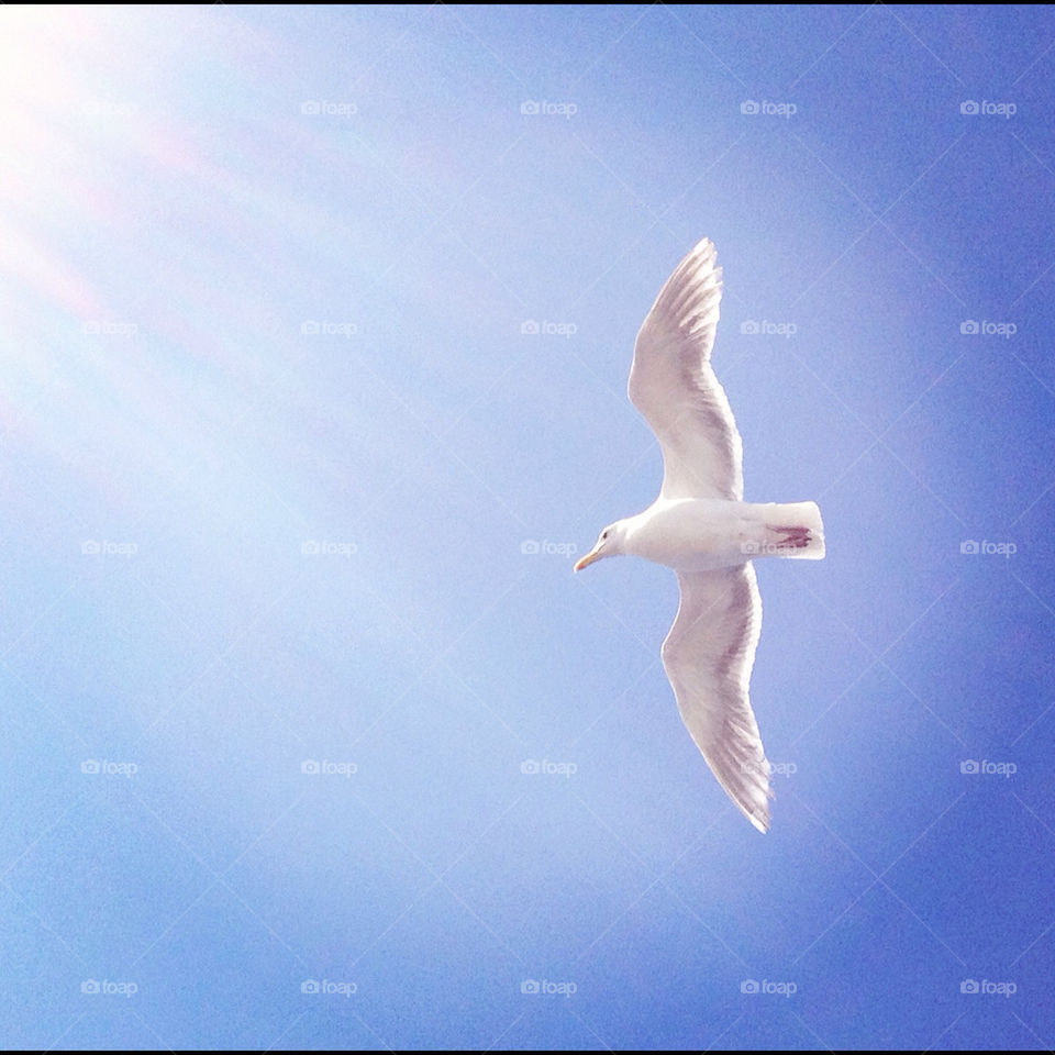 sky animal bird fly by boniavenue