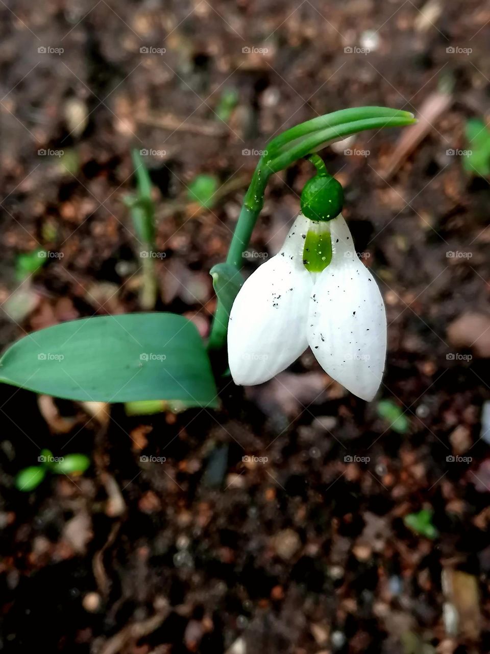 Snowdrop