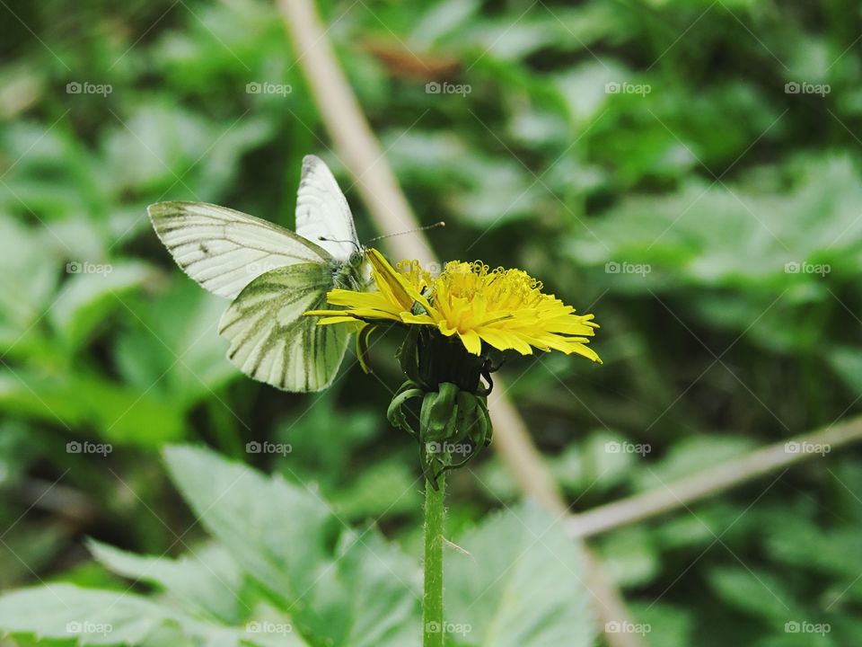Beautiful butterfly with greenish backround