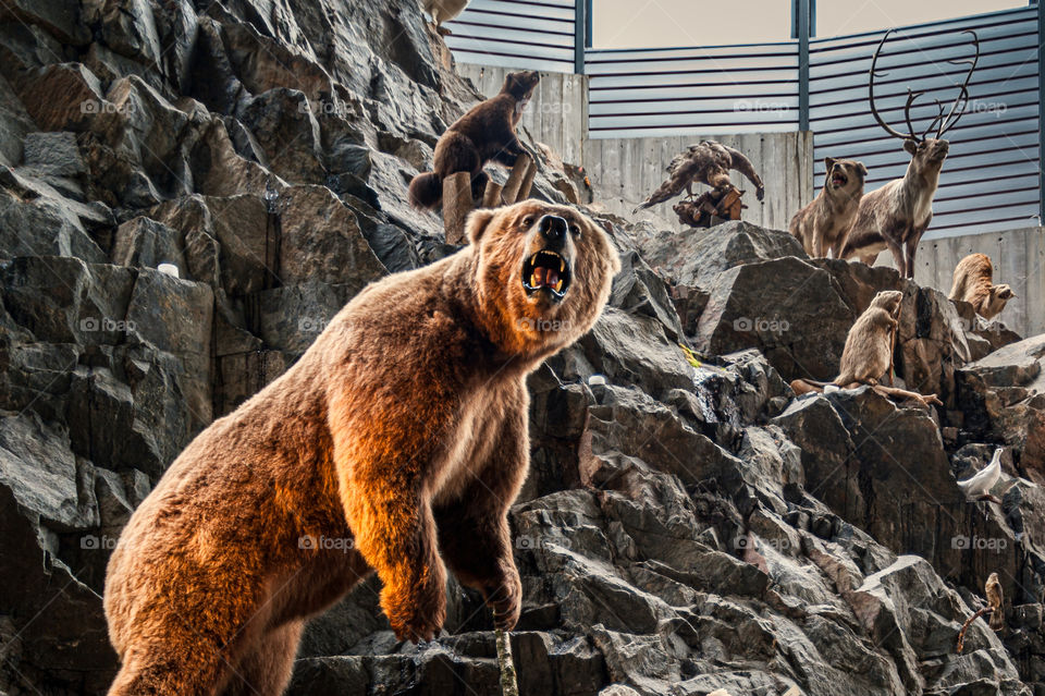 Stuffed animals on display. Endangered Eurasian species. Brown Bear. Ursus Arctos.