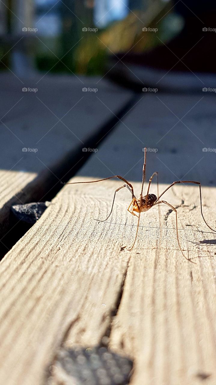 Spider close-up