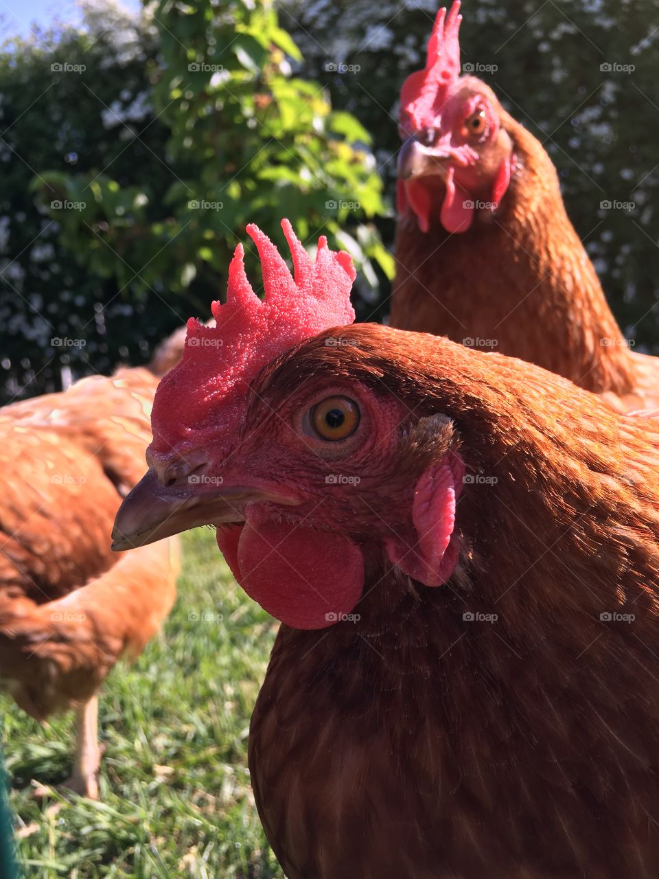 Chicken close up 