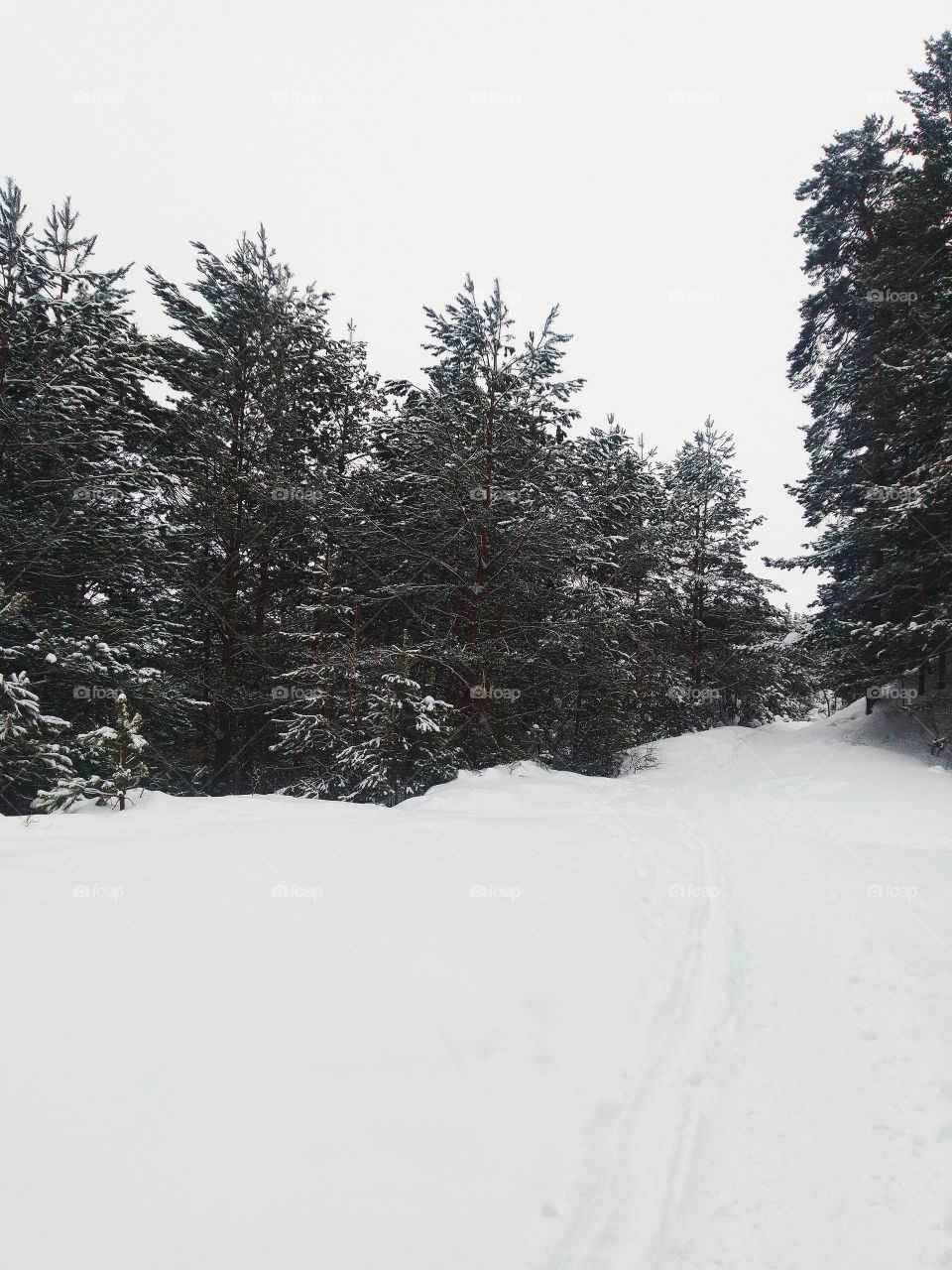 forest. Siberian. Russia. trees. snow. skiing.  nature.