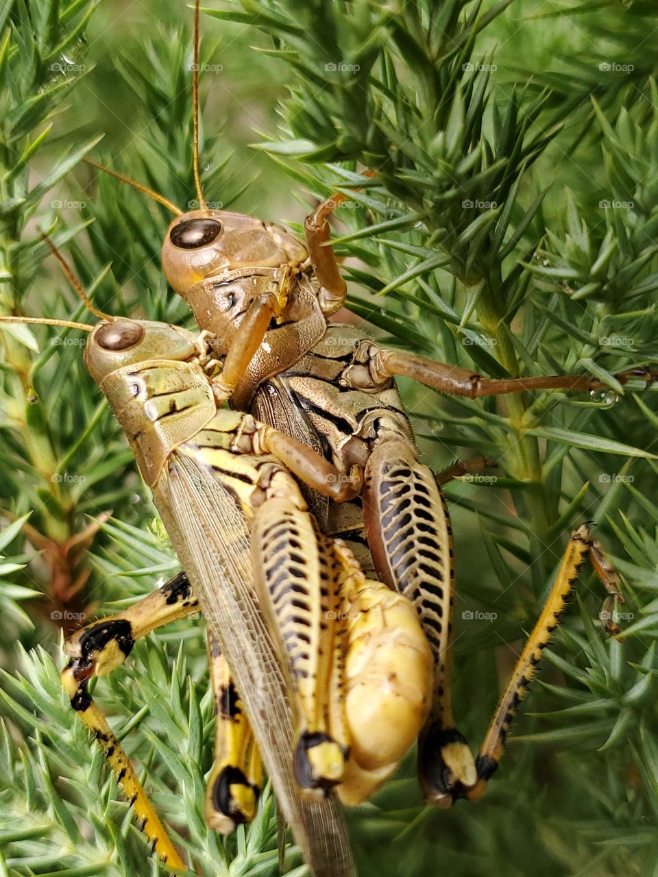 Closeup- mating grasshoppers.