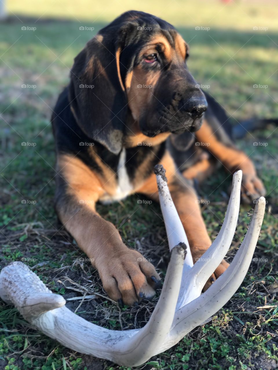 Bloodhound puppy and antlers