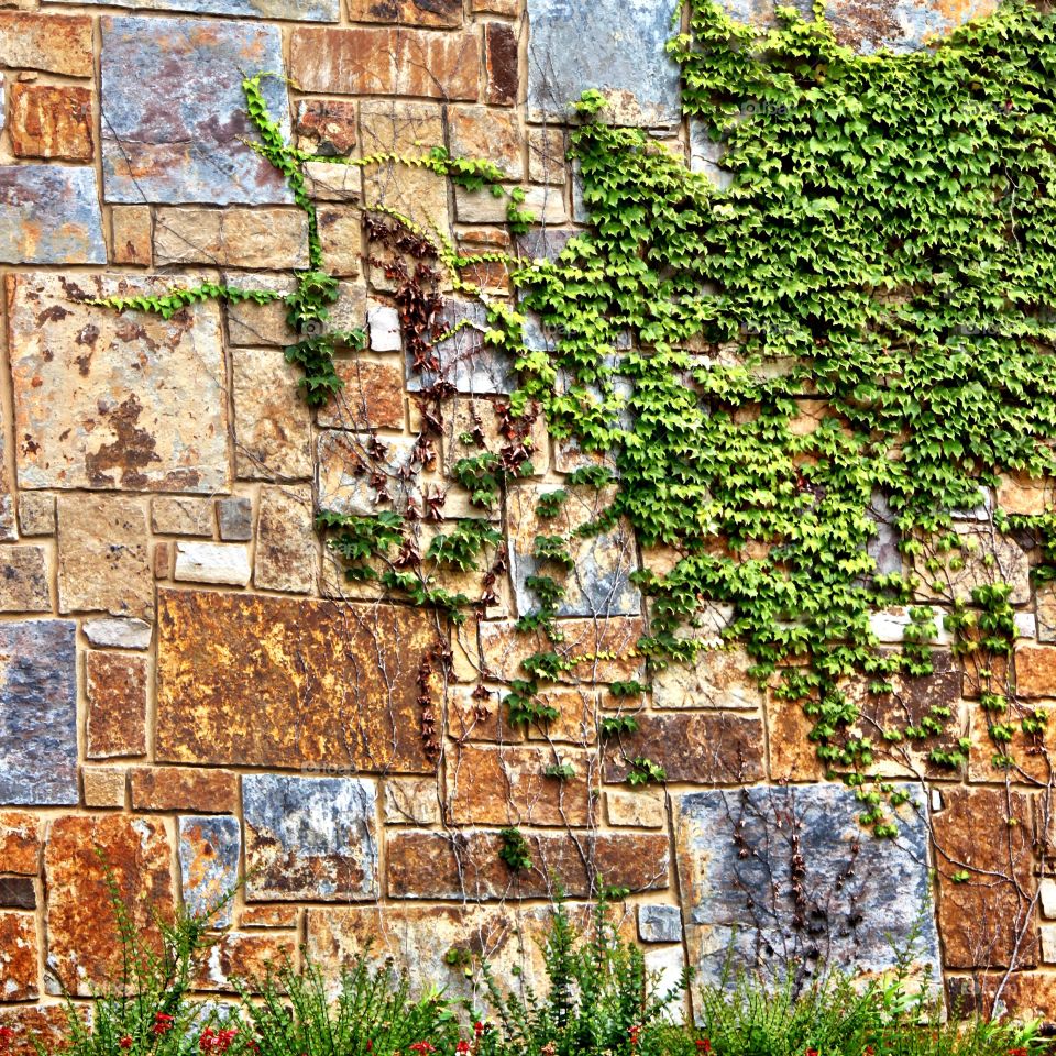 Wall of Stone  and Ivy 