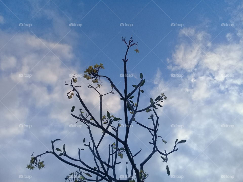 Frangipani Tree Under Blue Sky