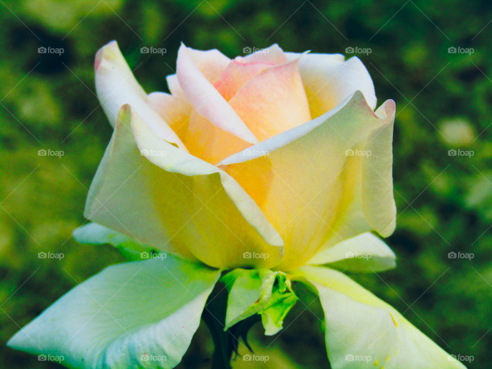 Beautiful white and yellow rose with beautiful natural background