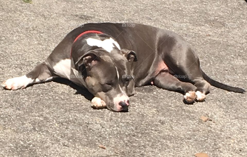 Angel, the pit bull princess