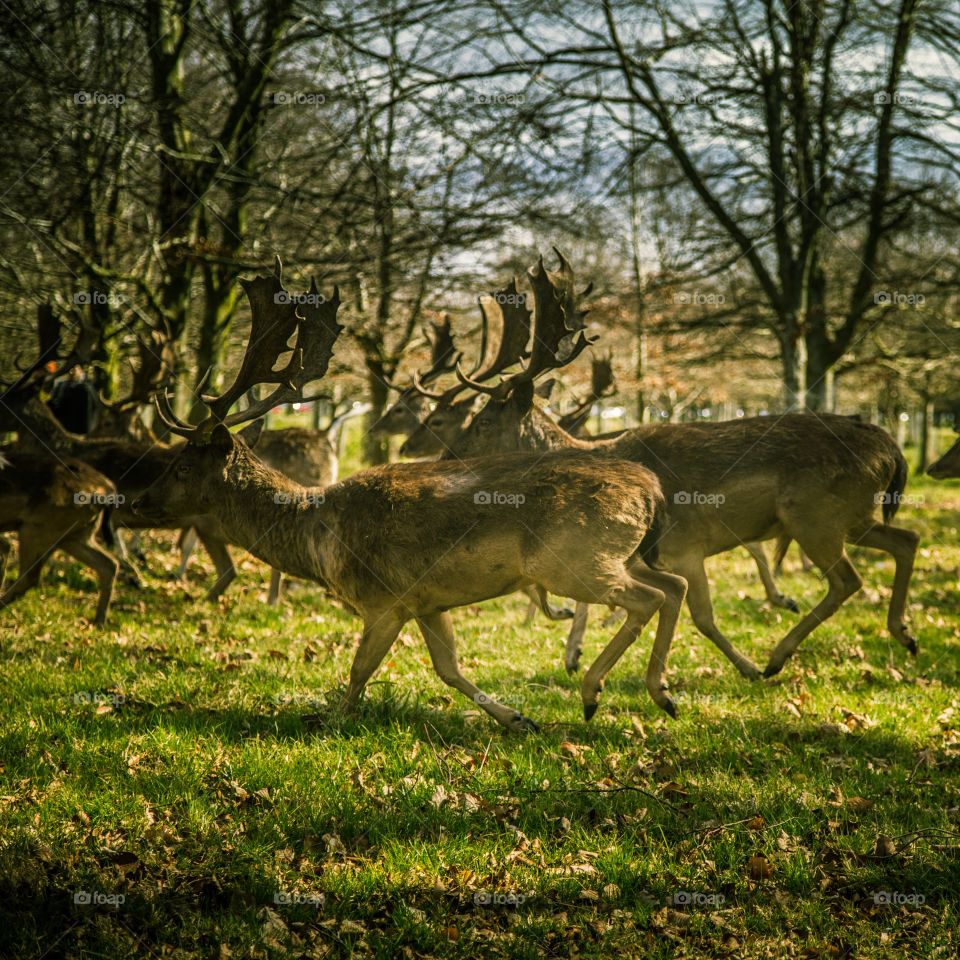 A beautiful deer in the park. Richmond park in London. Sweet animal portrait.