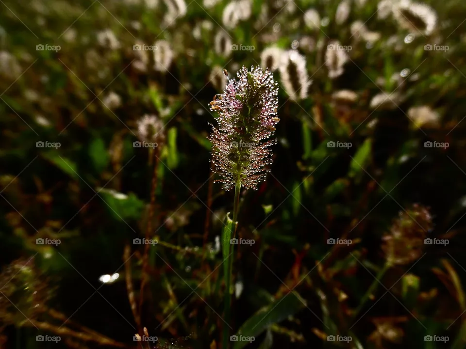 grass