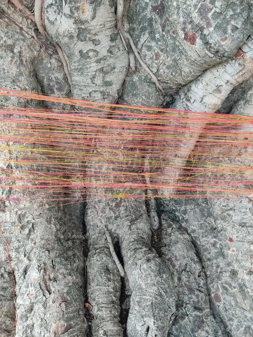 Many people have done this.
It is a religious practice to wrap thread around the edge of a big tree.its happen only in India ๐ฎ๐ณ