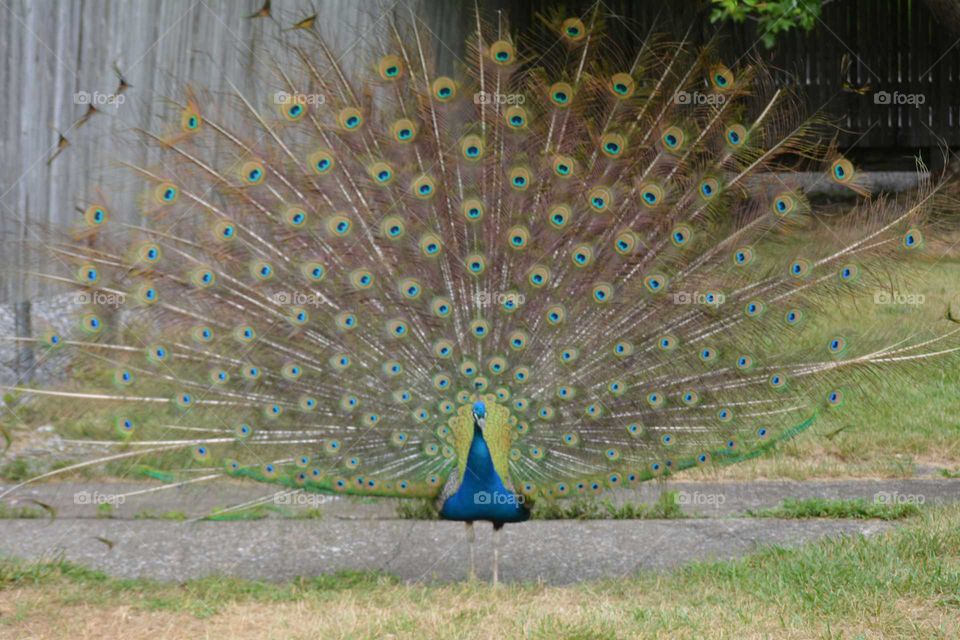 Peacock
