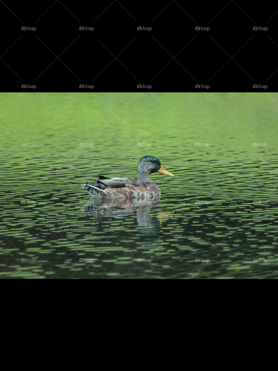 Mallard . The water reflected the green hillside and nearby green trees....