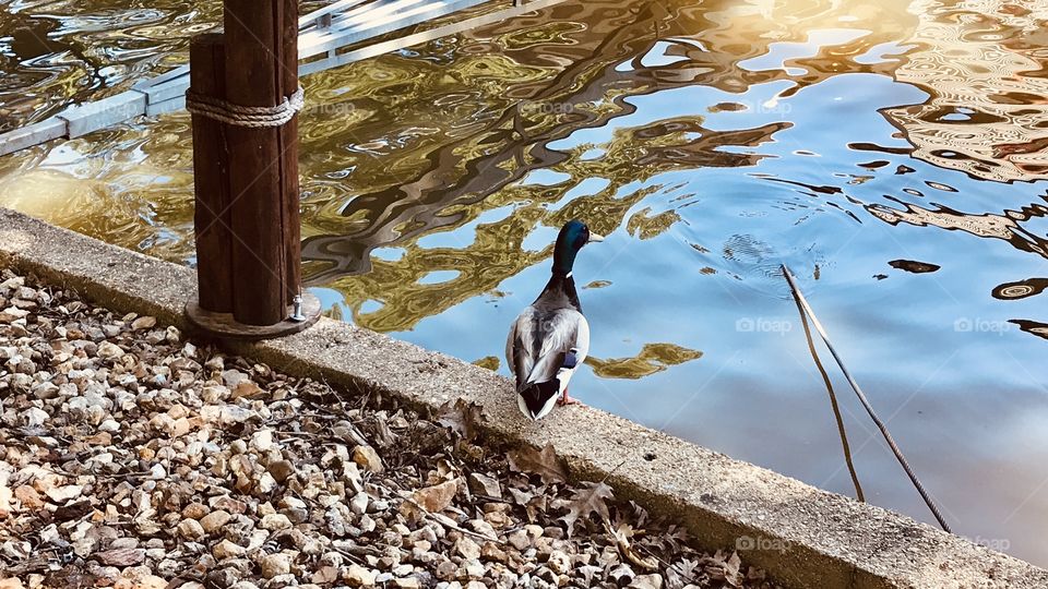 Gorgeous family of resident ducks out for a swim on the beautiful sunny day at the beach!