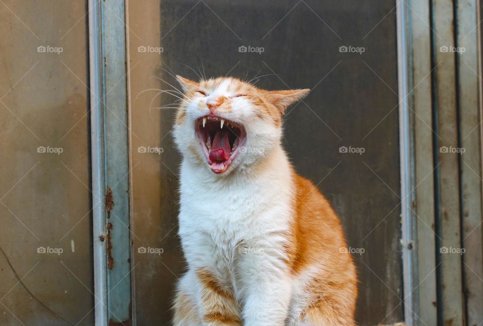 Ginger white cat