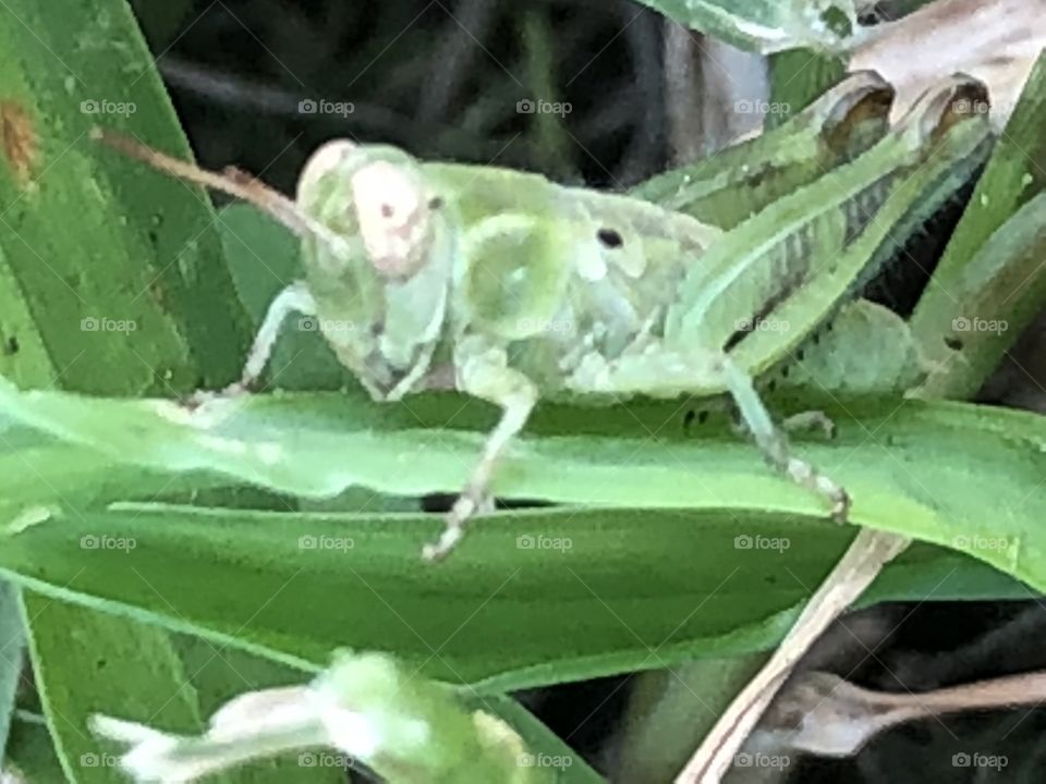 Side view of grasshopper