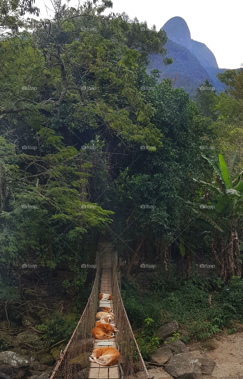 Dogs on the bridge at Countryside