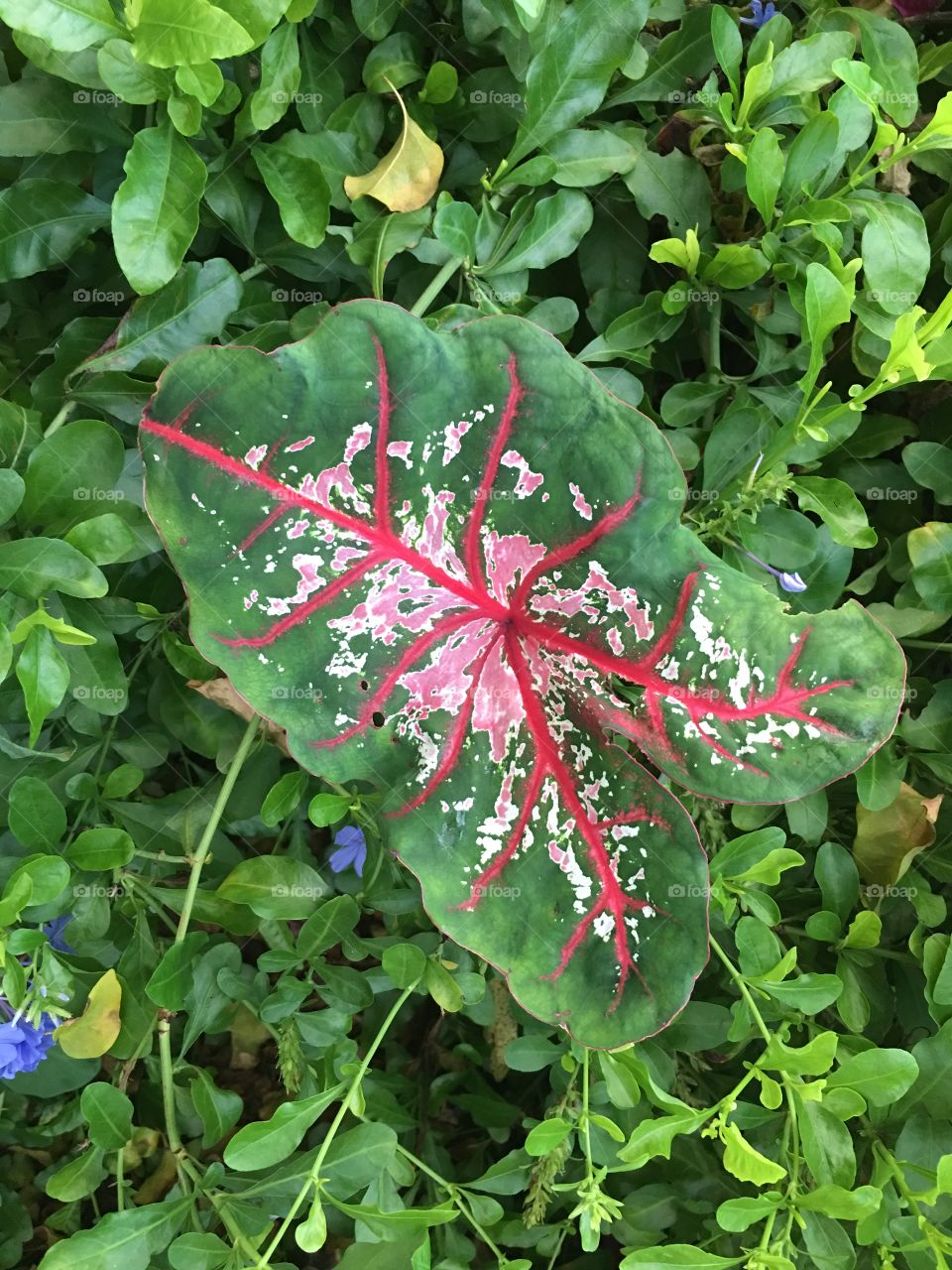 Pink, white and green all over