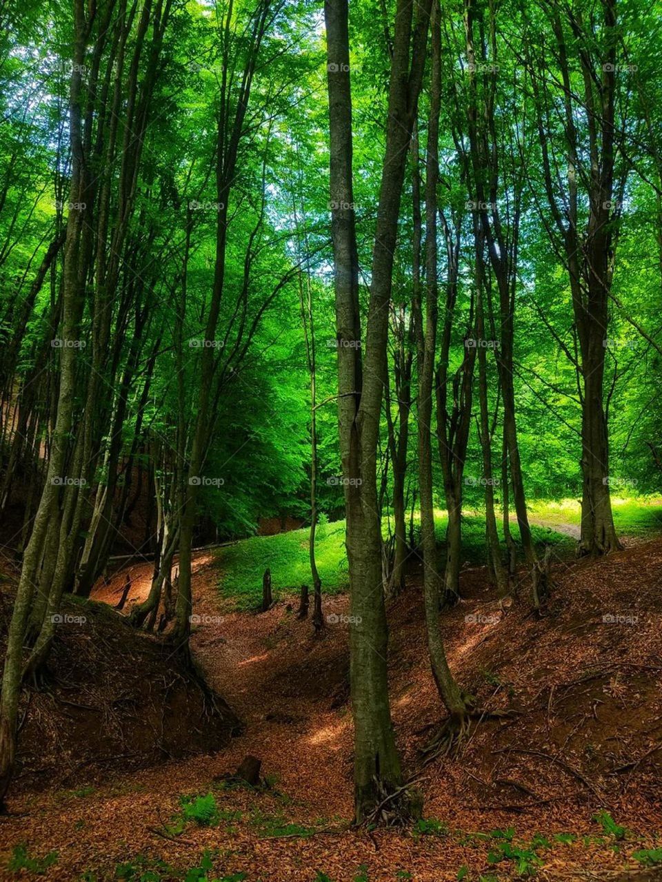 The dream forest! thousand year old magic of nature! a combination of red soil, green trees and plants, and golden sunlight!  unique.. beautiful.. magical