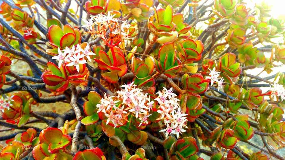 Crassula ovata or jade plant flowering in February on the Italian island of Ischia
