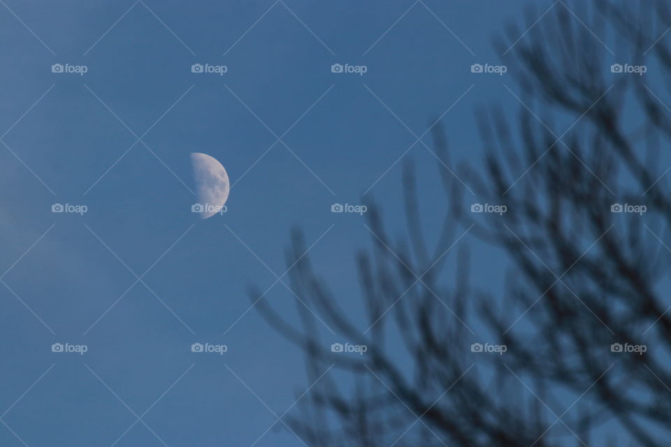 The moon on the evening sky with dark branches of trees