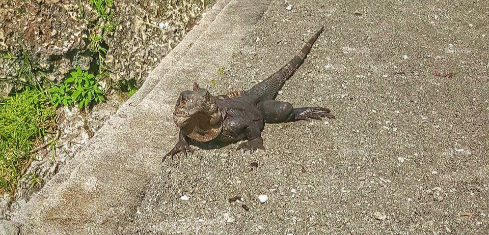 Lizard. Miami, FL