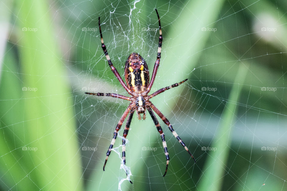 Close-up of a spider in web