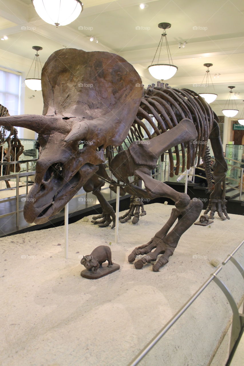 Dinosaur at Museum