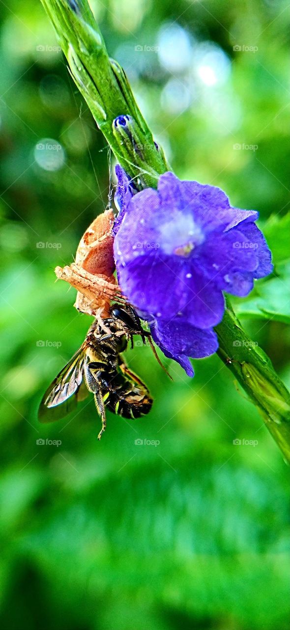 Spiders and bees are fighting