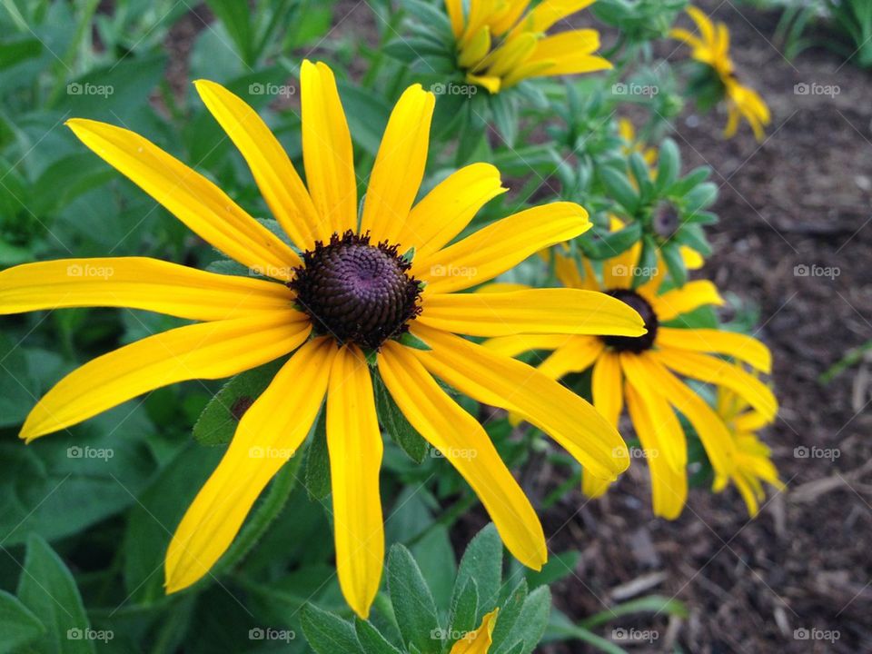 pretty flower summer colors by MSulej512