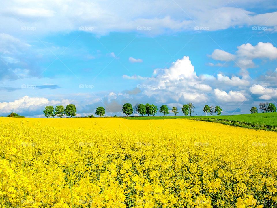 Rape field