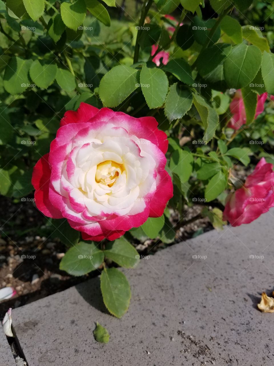 red and white rose bush in dikman vadesi park in Ankara Turkey