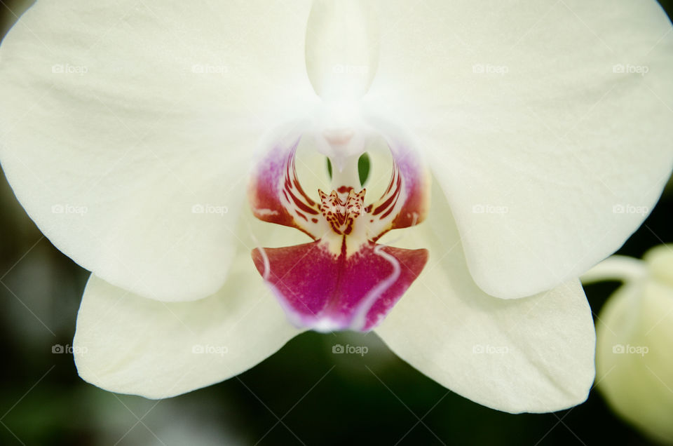 Macro orchid white. 