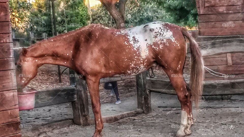 Horse in the countryside