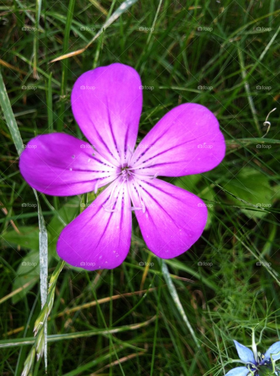 Five petals on a wild flower 